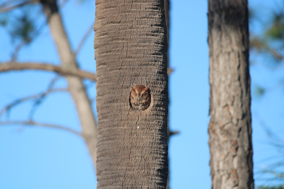 Eastern Screech-Owl - ML647125053