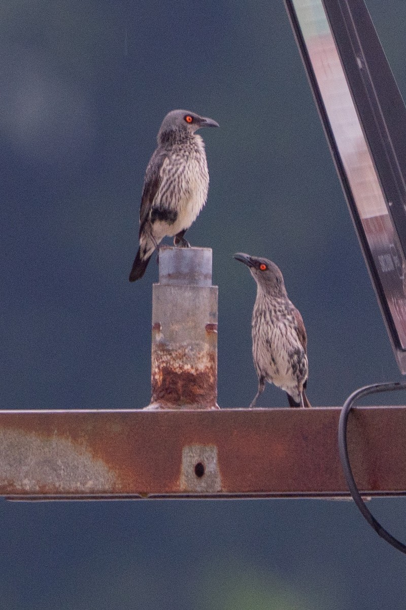 špaček lesklý - ML647125057