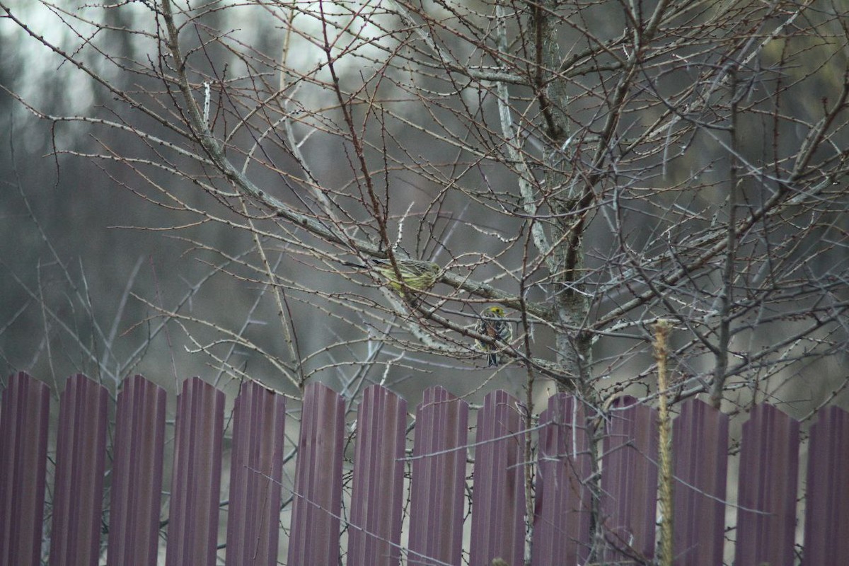 Goldammer - ML647125059