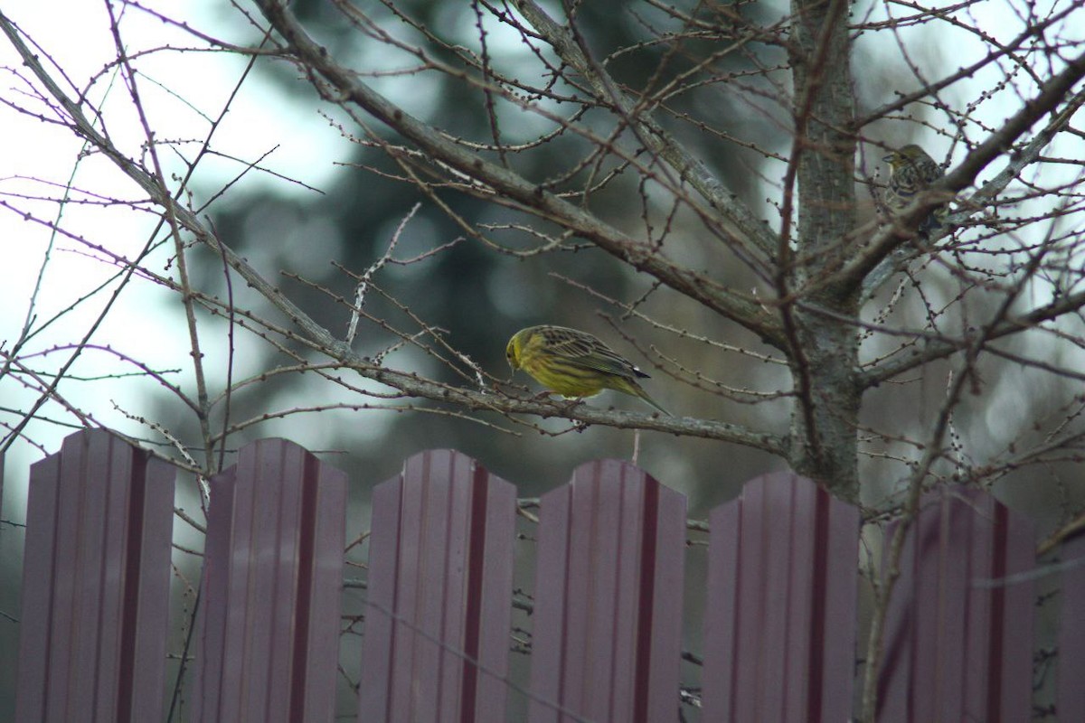 Goldammer - ML647125060