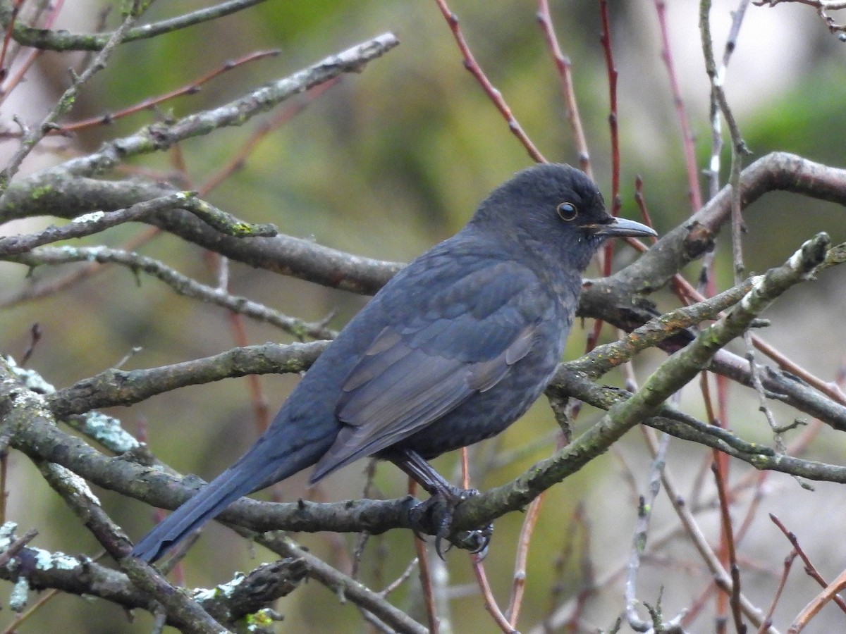 Eurasian Blackbird - ML647125061
