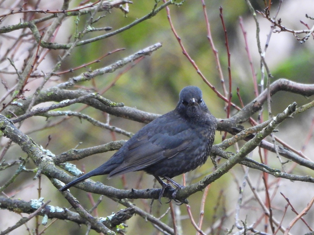 Eurasian Blackbird - ML647125062
