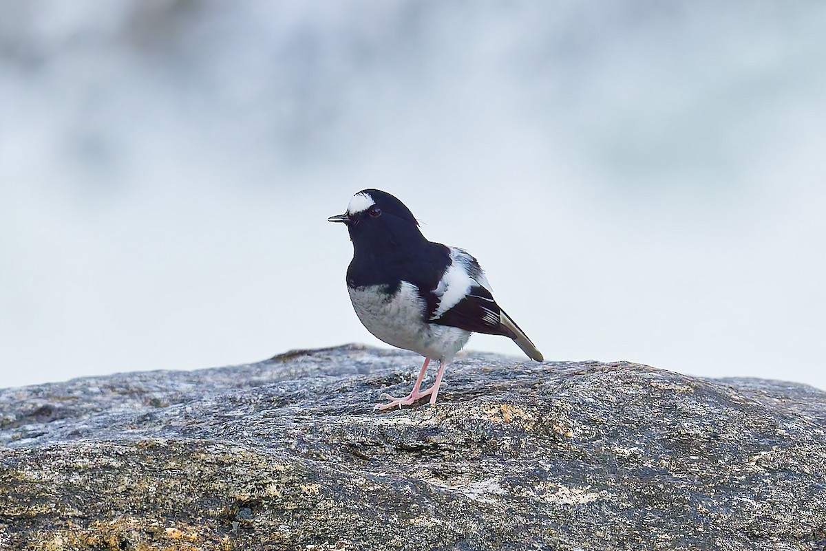 Little Forktail - ML647125064