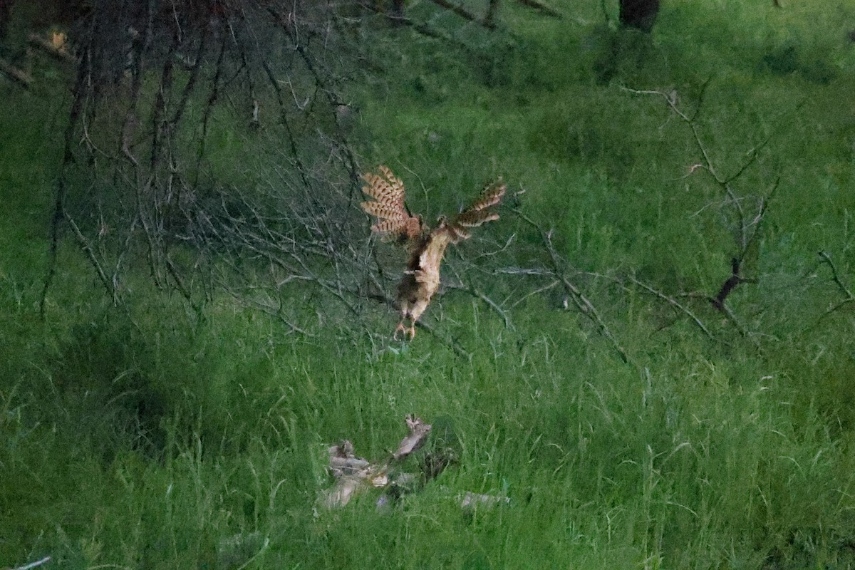 Pel's Fishing-Owl - ML647125069