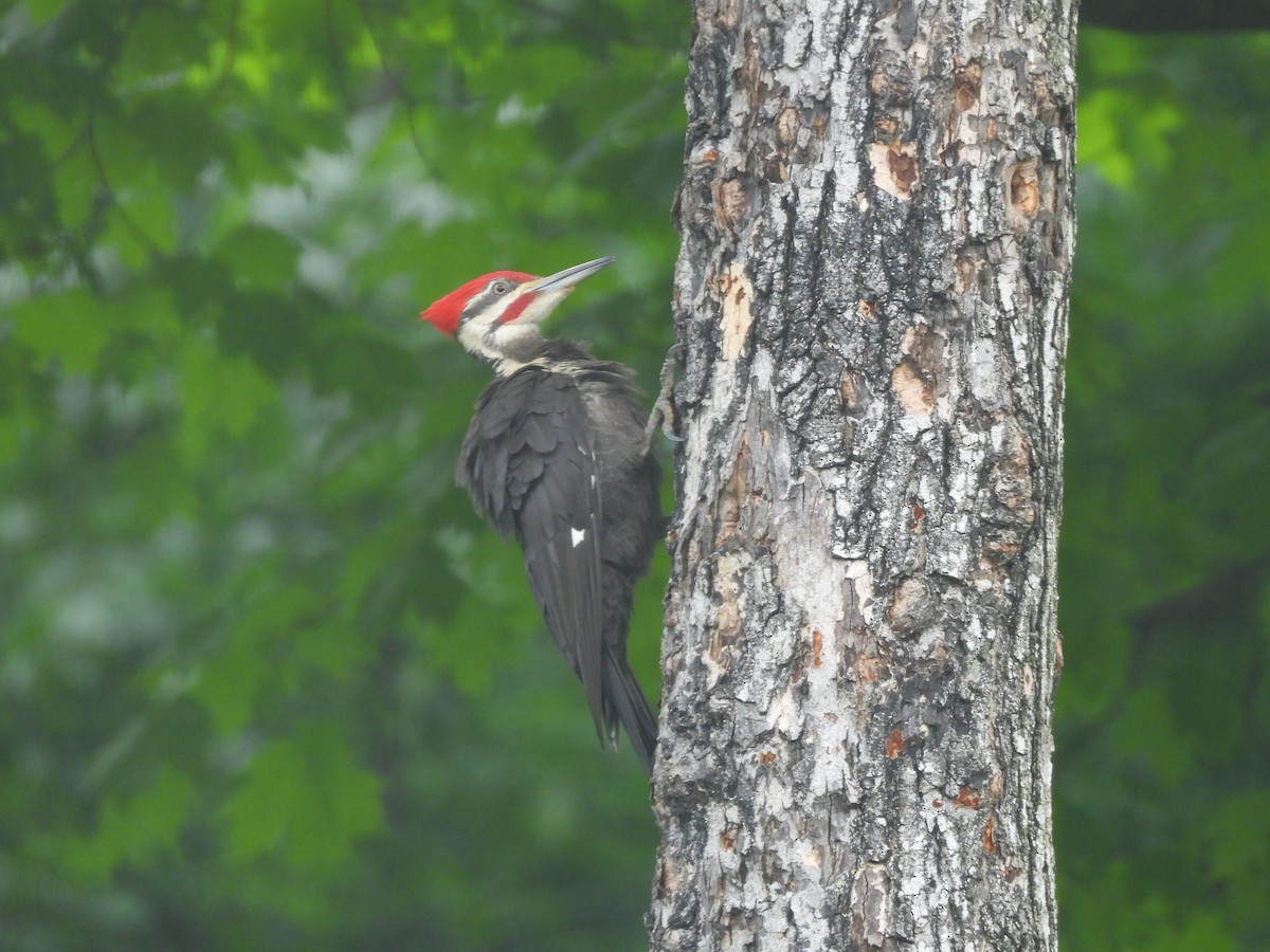 Pileated Woodpecker - ML647125070