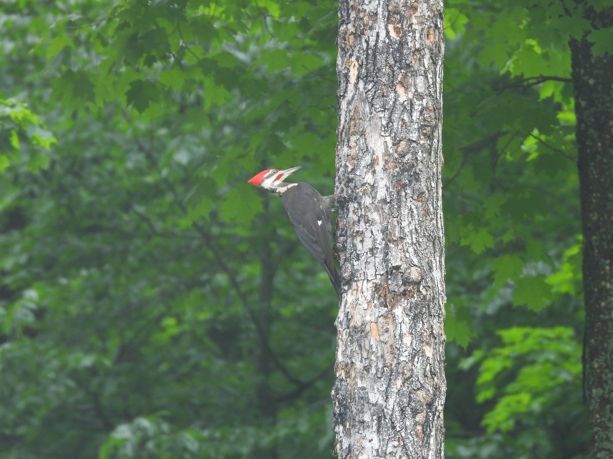 Pileated Woodpecker - ML647125071
