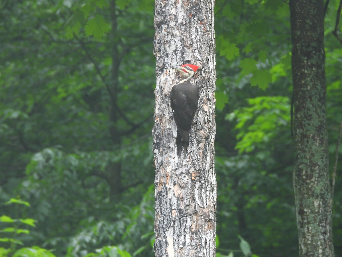 Pileated Woodpecker - ML647125072