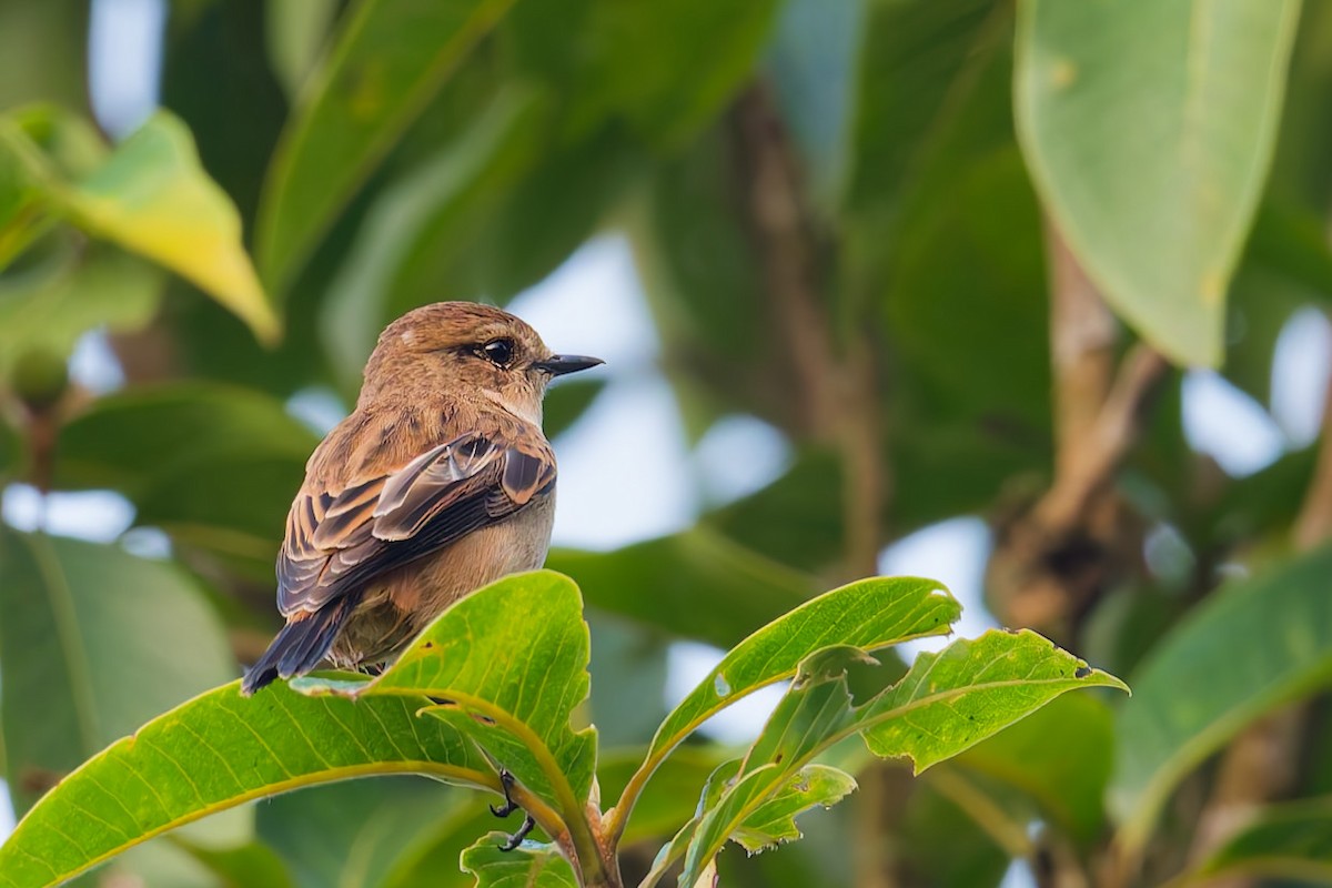 Siberian Stonechat - ML647125073