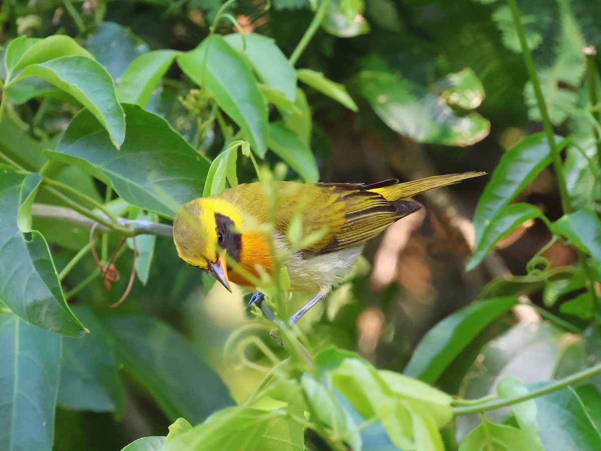 Guira Tanager - ML647125074