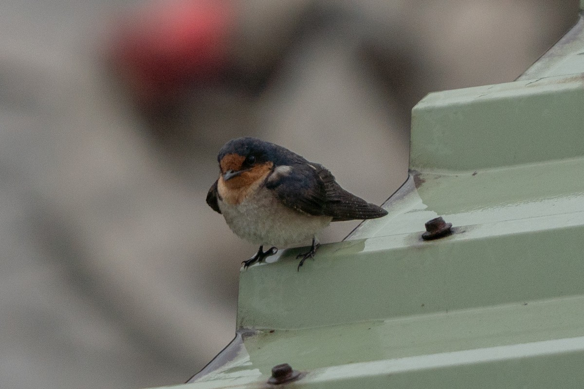 vlaštovka pacifická - ML647125085