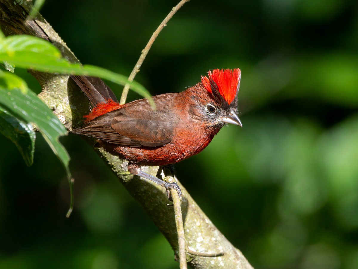 Red-crested Finch - ML647125097