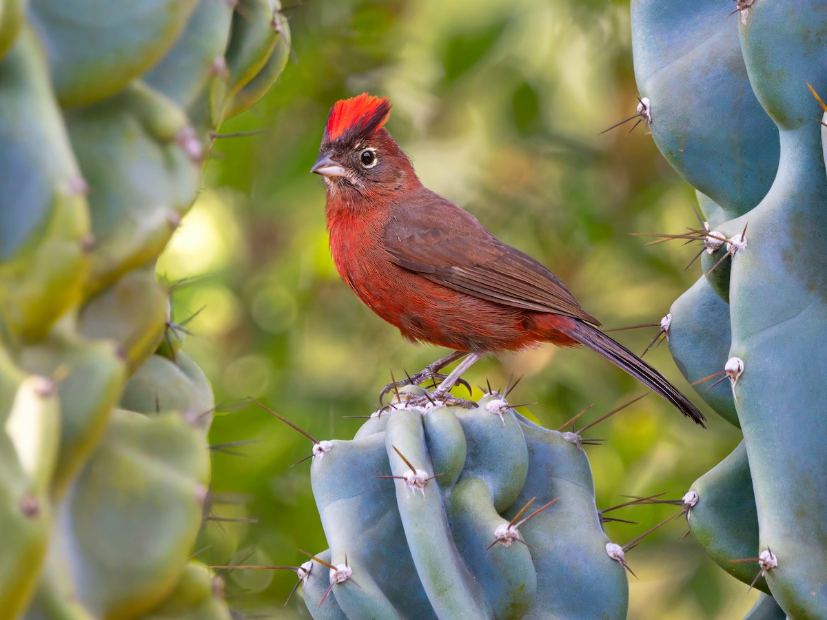 Red-crested Finch - ML647125098