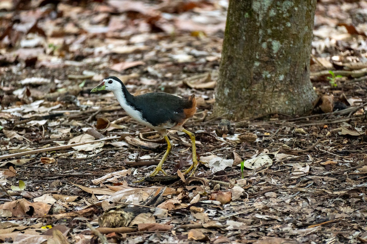White-breasted Waterhen - ML647125100