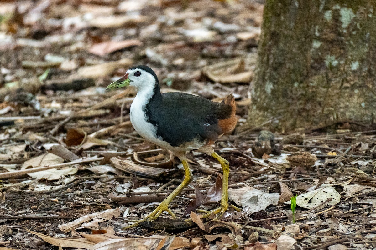 White-breasted Waterhen - ML647125101