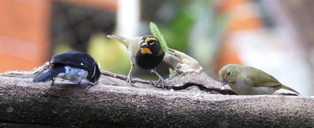 Goldbrauen-Gimpeltangare - ML647125104