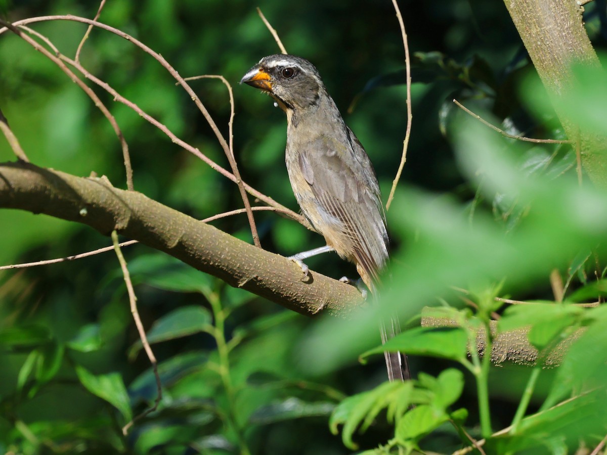 Thick-billed Saltator - ML647125109