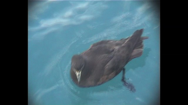 Новозеландский буревестник - ML647125114