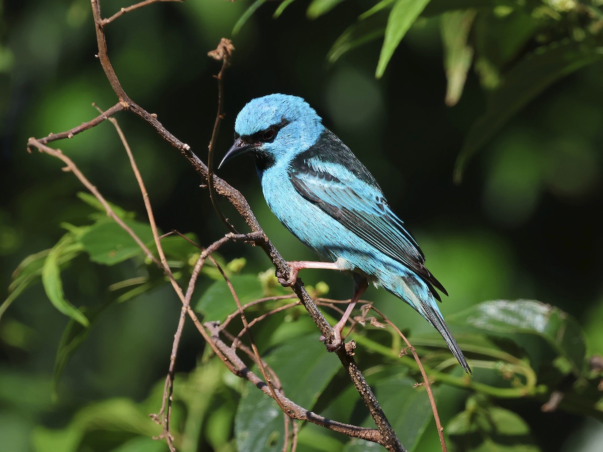 Blue Dacnis - ML647125115