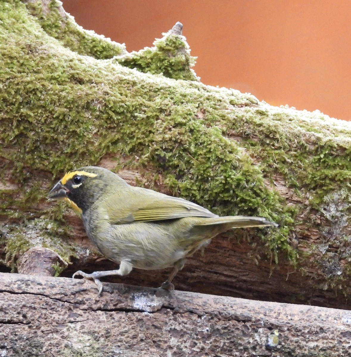 Goldbrauen-Gimpeltangare - ML647125116