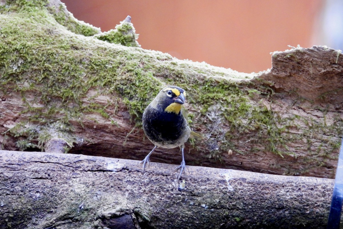 Goldbrauen-Gimpeltangare - ML647125117