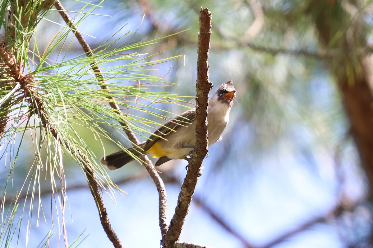 Bulbul Ventridorado - ML647125119