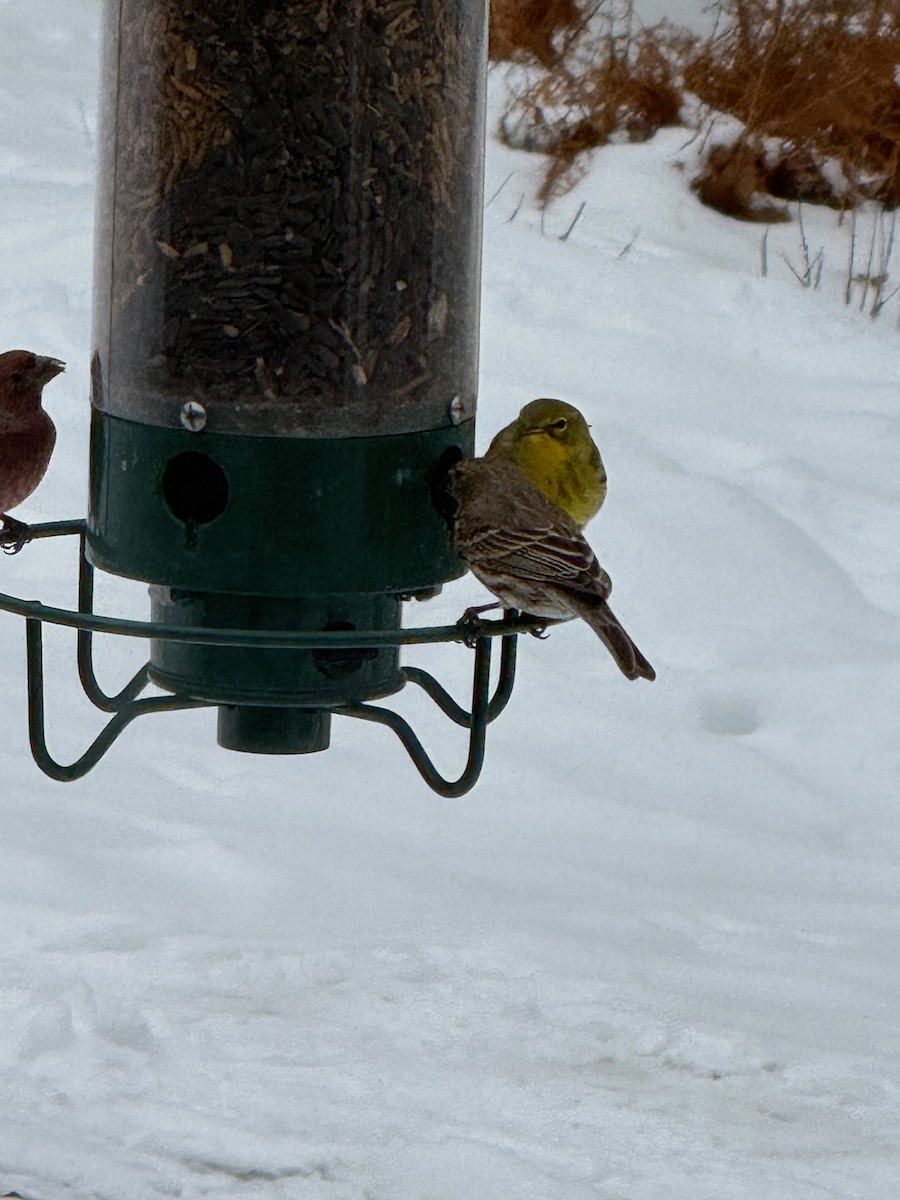 Pine Warbler - ML647125120