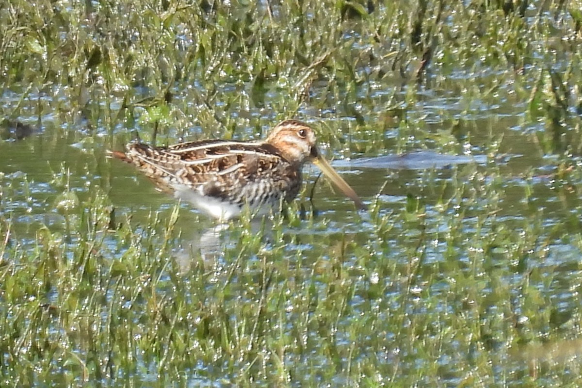 Wilson's Snipe - ML647125128