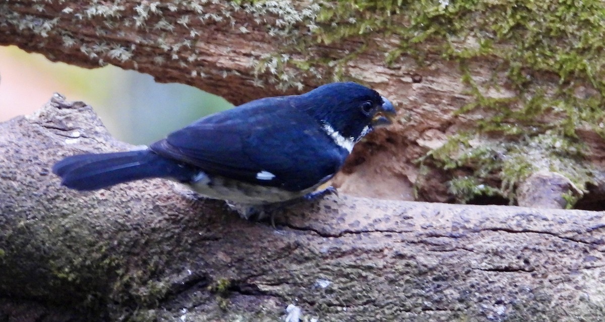 Чёрный просяночник - ML647125129