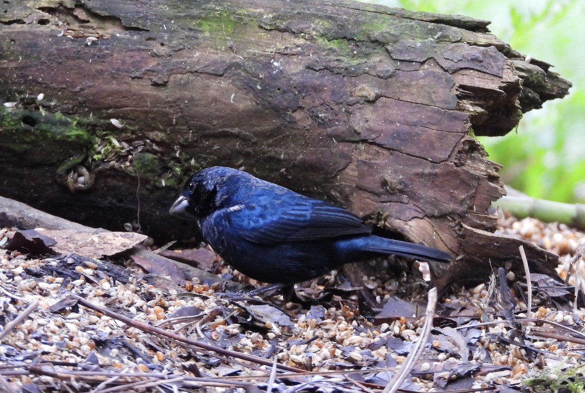 Blue-black Grassquit - ML647125132