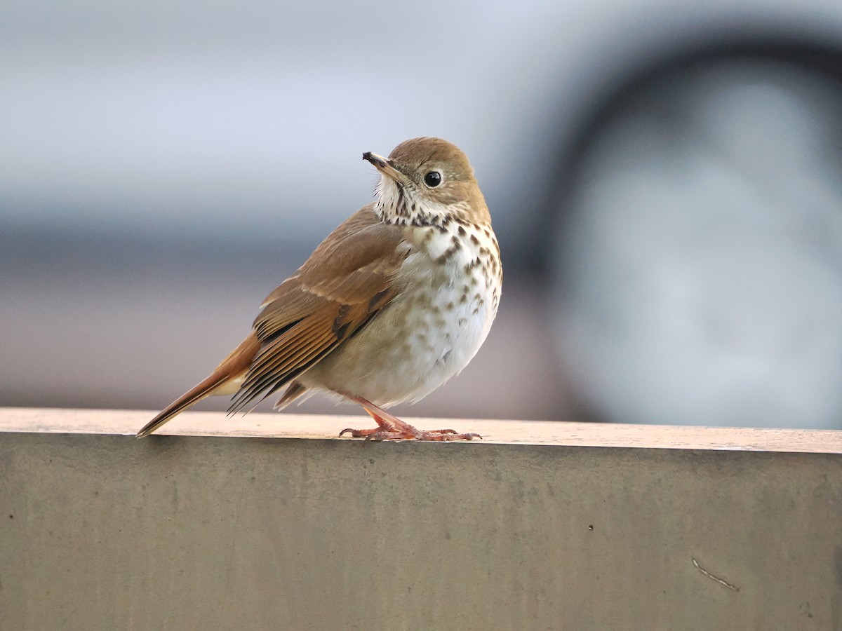 Hermit Thrush - ML647125134