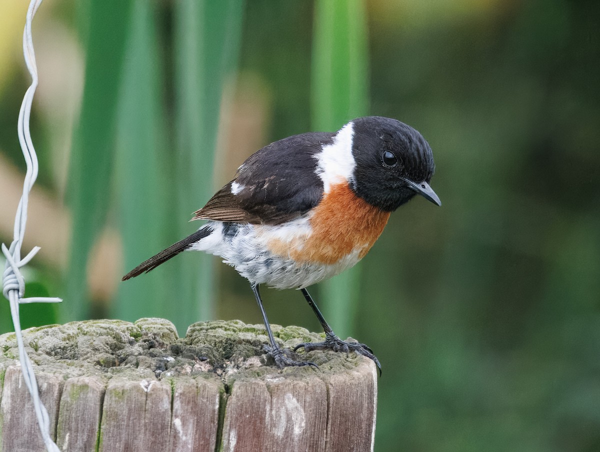 African Stonechat (African) - ML647125135