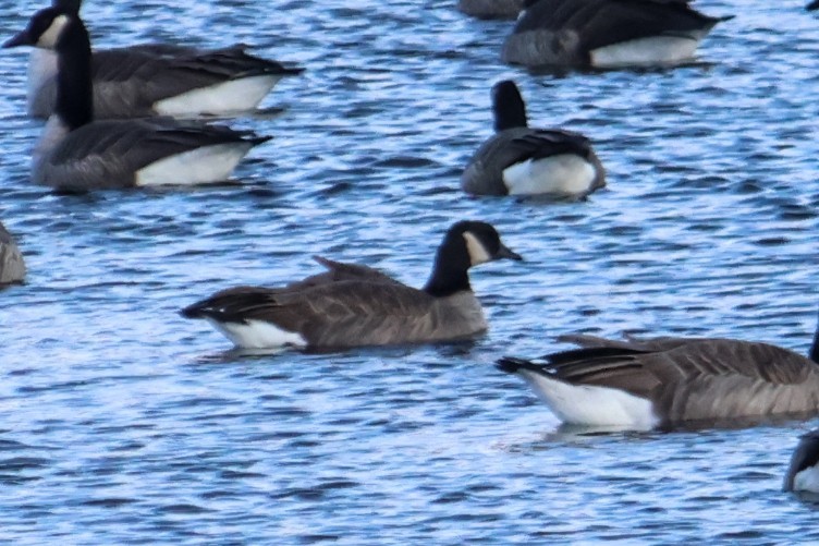 Canada Goose - ML647125136