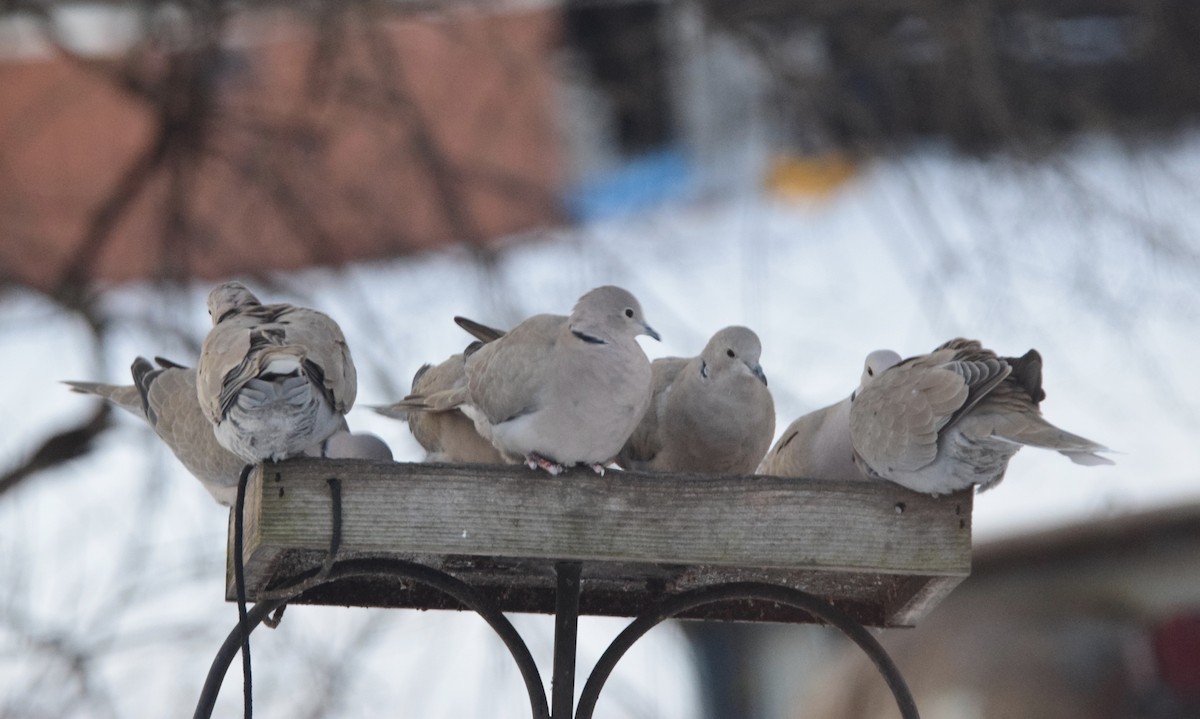 Eurasian Collared-Dove - ML647125137