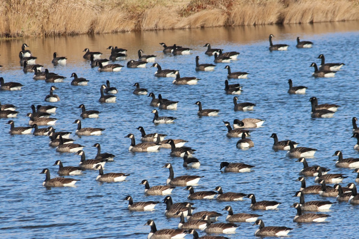Canada Goose - ML647125138