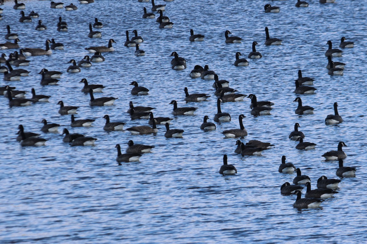 Canada Goose - ML647125139