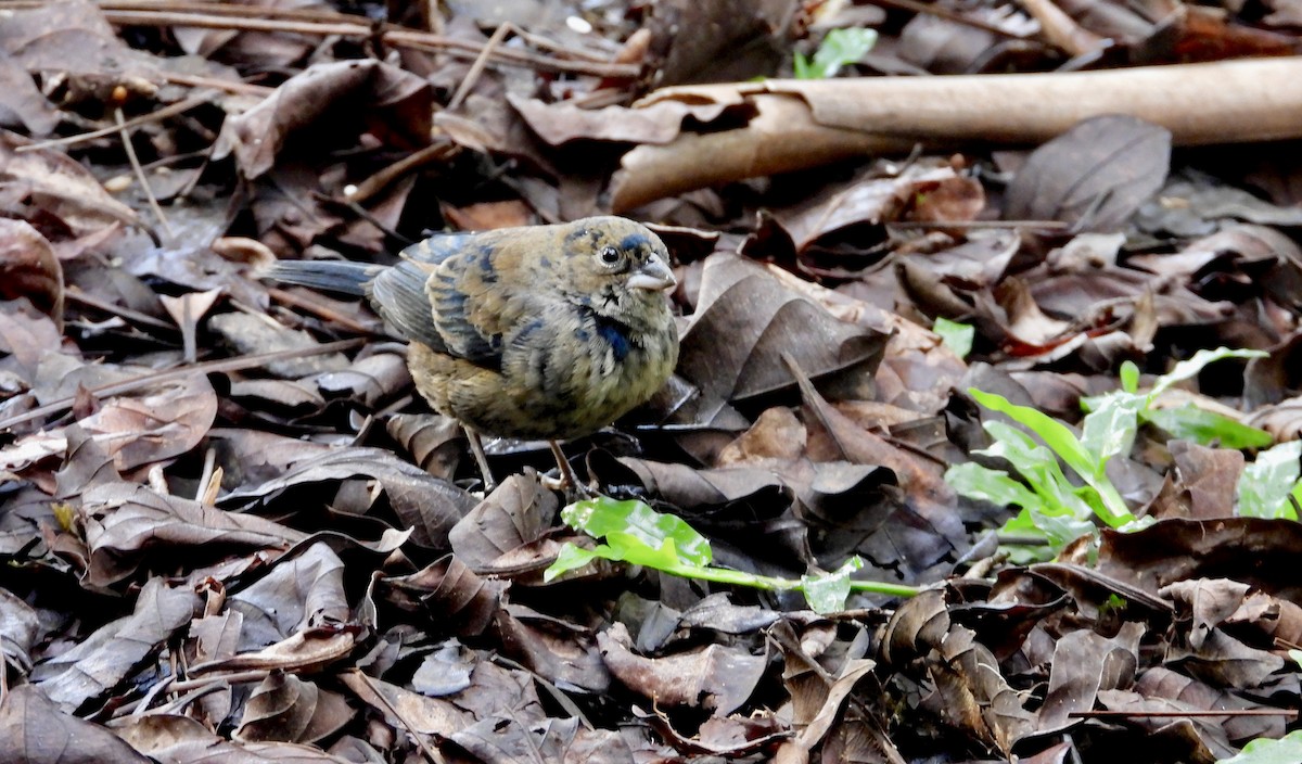 Blue-black Grassquit - ML647125140