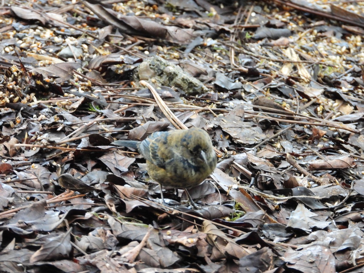 Blue-black Grassquit - ML647125141