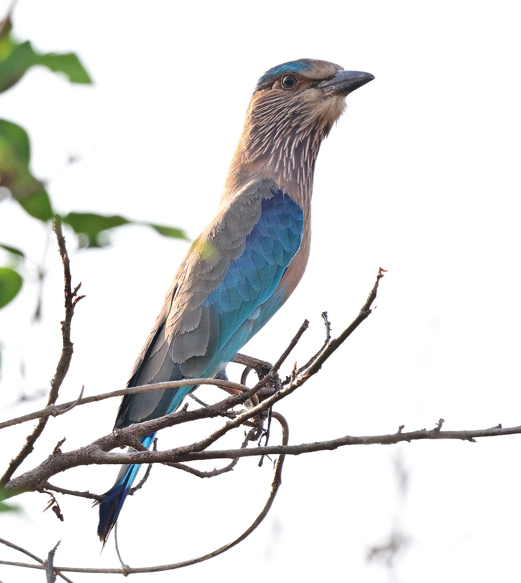 Indian Roller - ML647125143