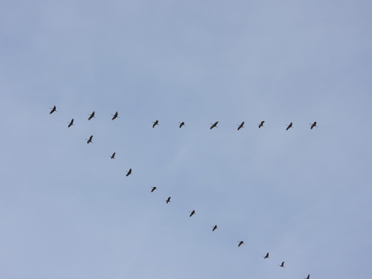 Sandhill Crane - ML647125144