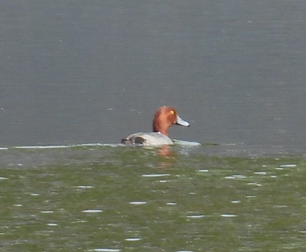 Redhead - ML647125148