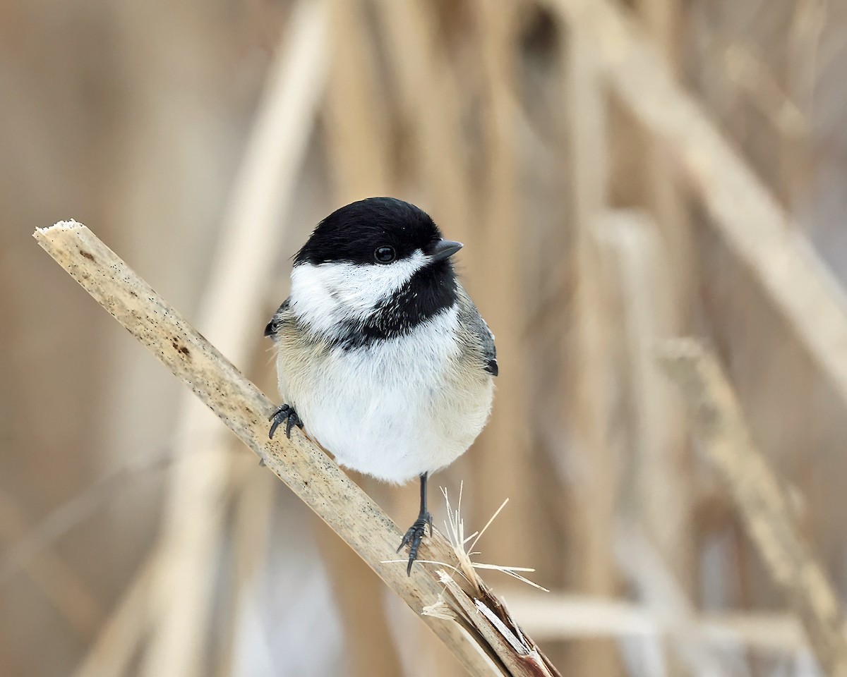 Black-capped Chickadee - ML647125149