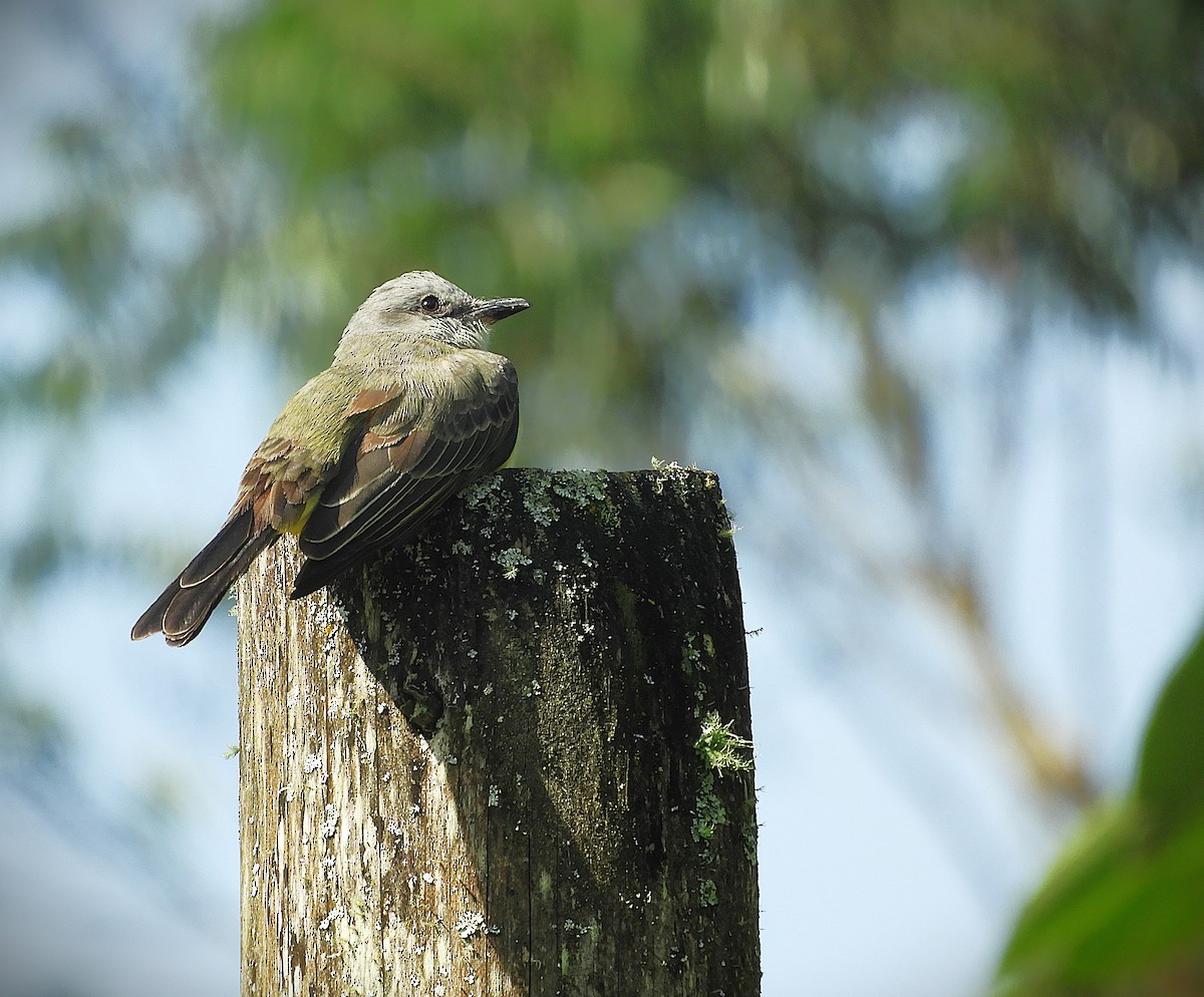 Palm Tanager - ML647125153