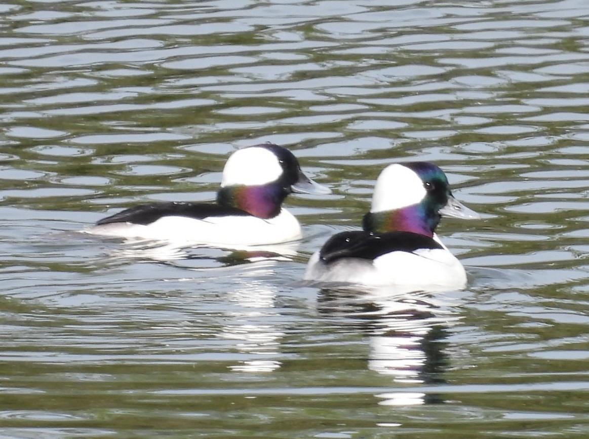Bufflehead - ML647125154