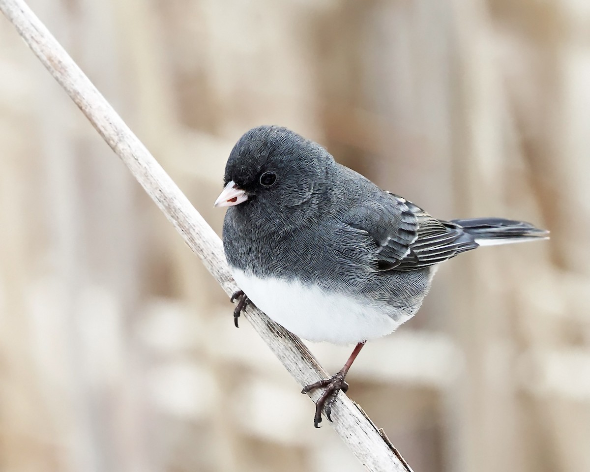 Dark-eyed Junco (Slate-colored) - ML647125155