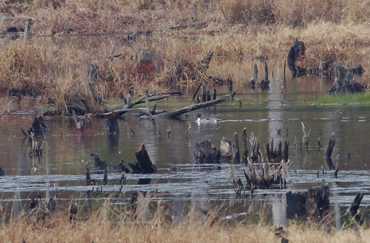 Northern Pintail - ML647125156