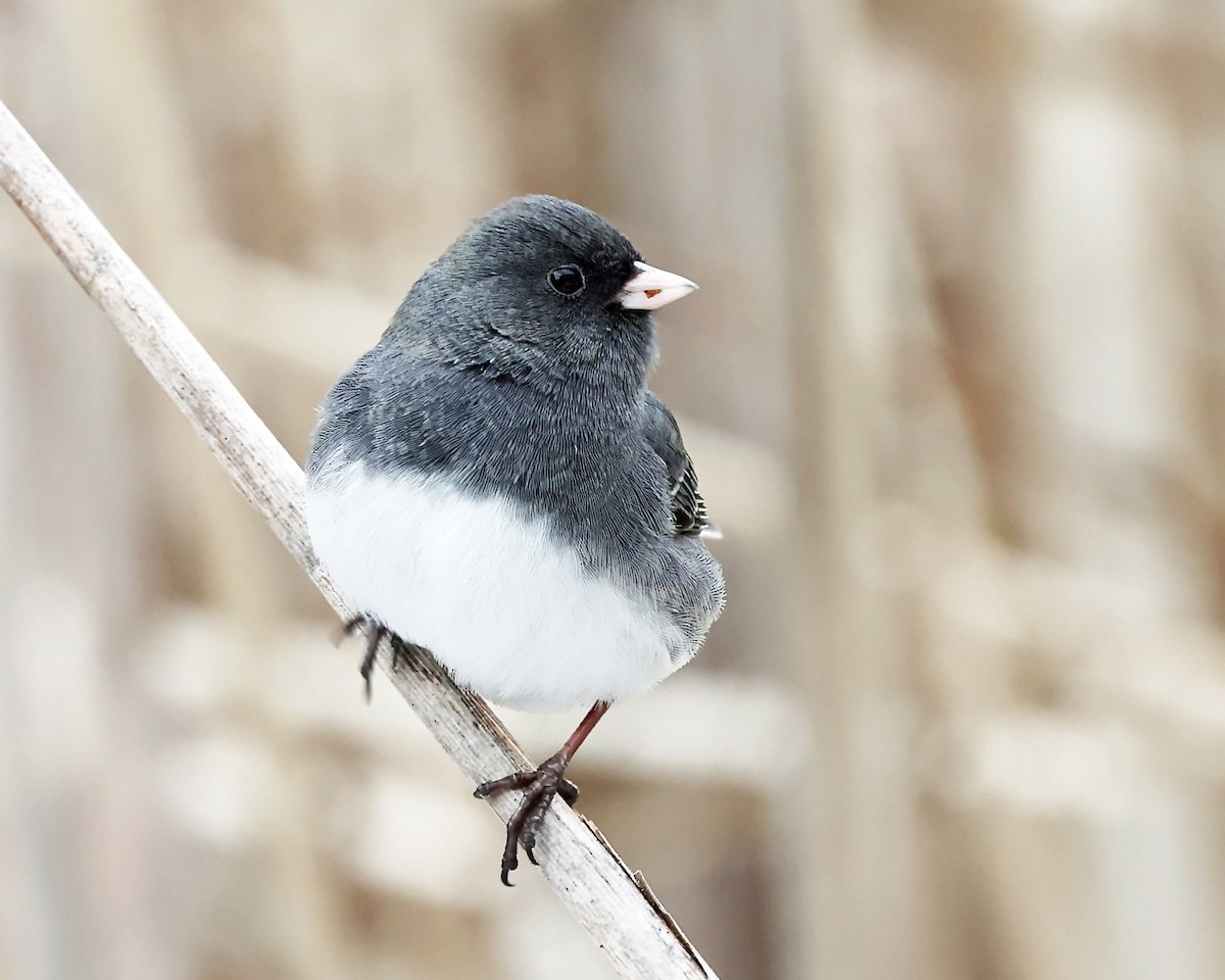 Dark-eyed Junco (Slate-colored) - ML647125158