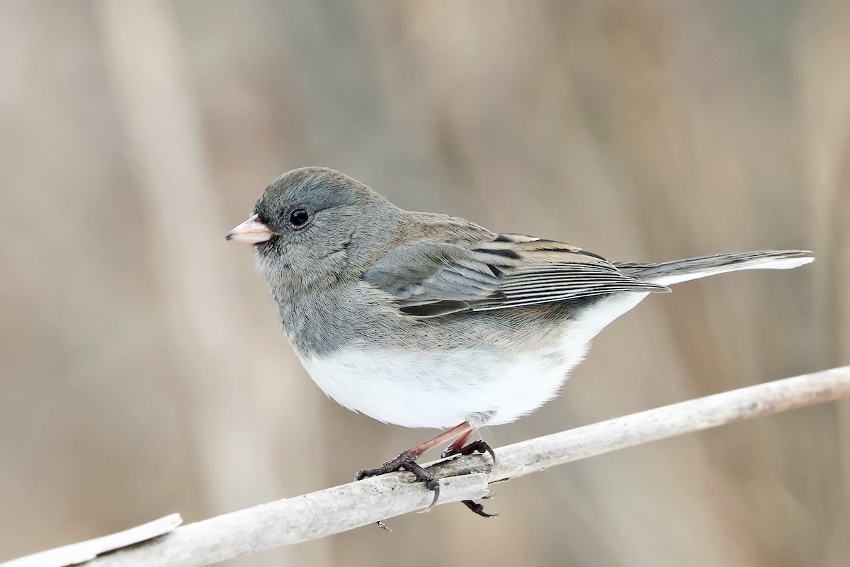 strnadec zimní (ssp. hyemalis/carolinensis) - ML647125159