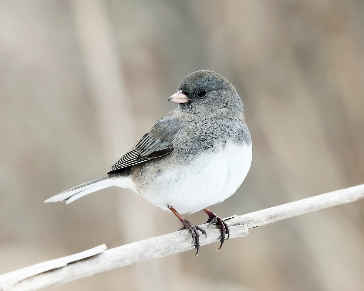 strnadec zimní (ssp. hyemalis/carolinensis) - ML647125161