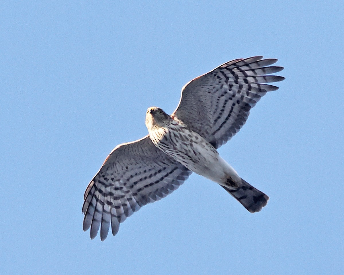 krahujec americký - ML647125183