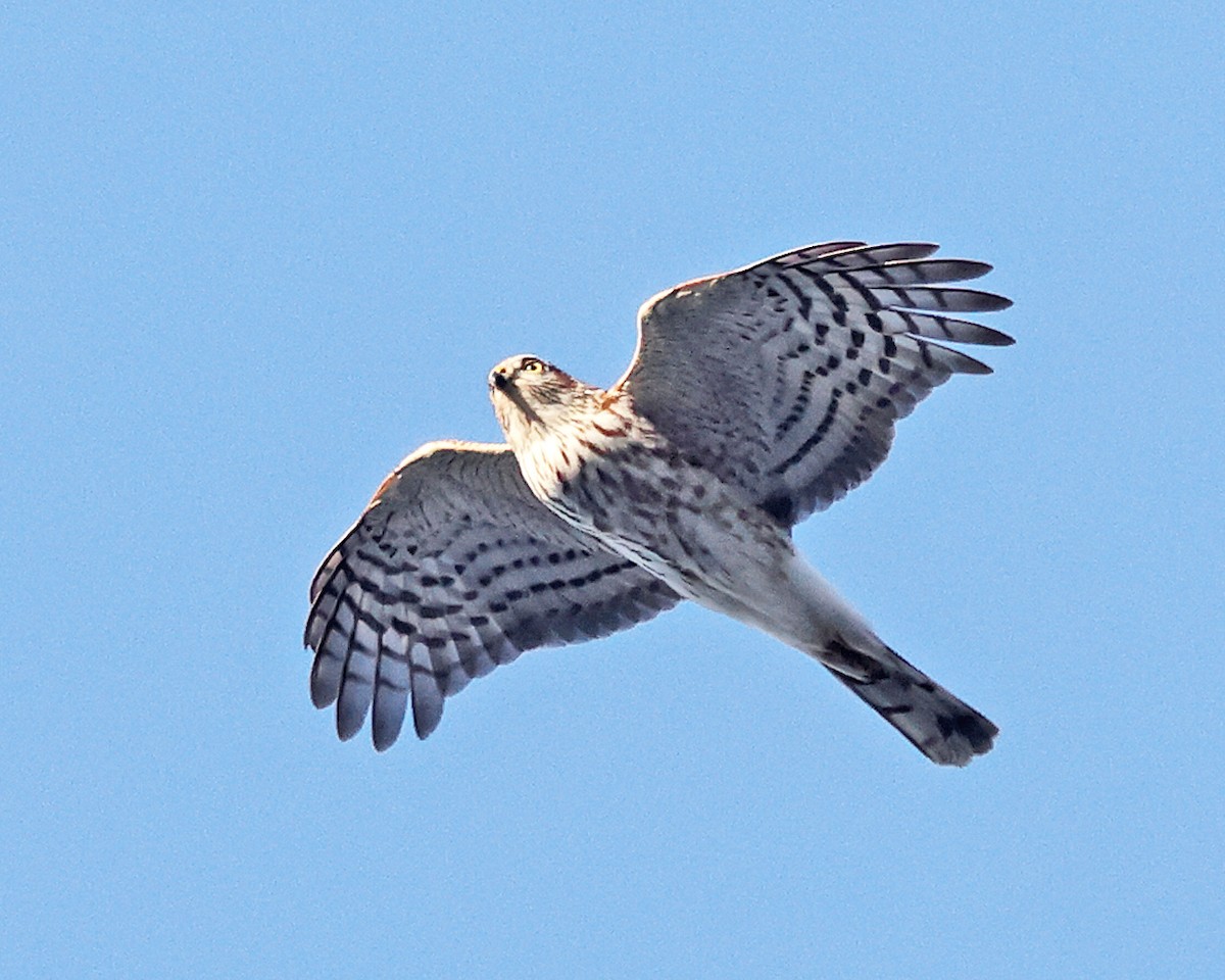 krahujec americký - ML647125185